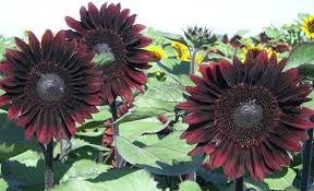Moulin Rouge Sunflower Seeds online shopping