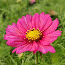 Xsenia Cosmos Seeds online shopping
