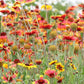 Blanketflower Gaillardia Seeds online shopping