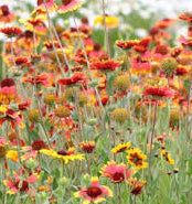 Blanketflower Gaillardia Seeds online shopping