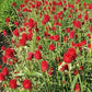 Strawberry Fair Gomphrena Seeds online shopping