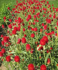 Strawberry Fair Gomphrena Seeds online shopping