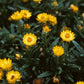 Golden Yellow Strawflower Seeds online shopping