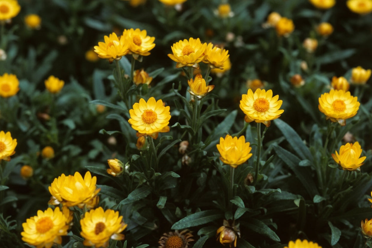 Golden Yellow Strawflower Seeds online shopping