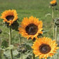 Desert Sun F1 Sunflower Seeds online shopping