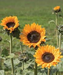 Desert Sun F1 Sunflower Seeds online shopping