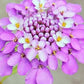 Candytuft Iberis Seeds online shopping