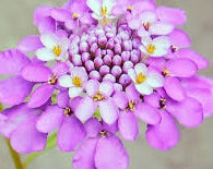 Candytuft Iberis Seeds online shopping