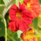 Glorious Gleam Nasturtium Seeds online shopping
