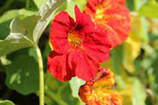 Glorious Gleam Nasturtium Seeds online shopping
