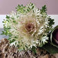 Crane Feather King Ornamental Kale Seeds online shopping