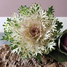 Crane Feather King Ornamental Kale Seeds online shopping