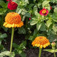 Orange Cupcake Zinnia Seeds online shopping