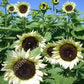 ProCut White Nite F1 Sunflower Seeds online shopping