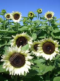 ProCut White Nite F1 Sunflower Seeds online shopping