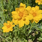 Lanceleaf Coreopsis Seeds online shopping