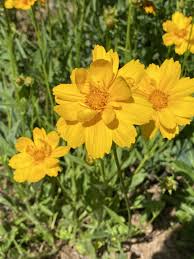 Lanceleaf Coreopsis Seeds online shopping