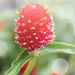 Strawberry Fair Gomphrena Seeds online shopping