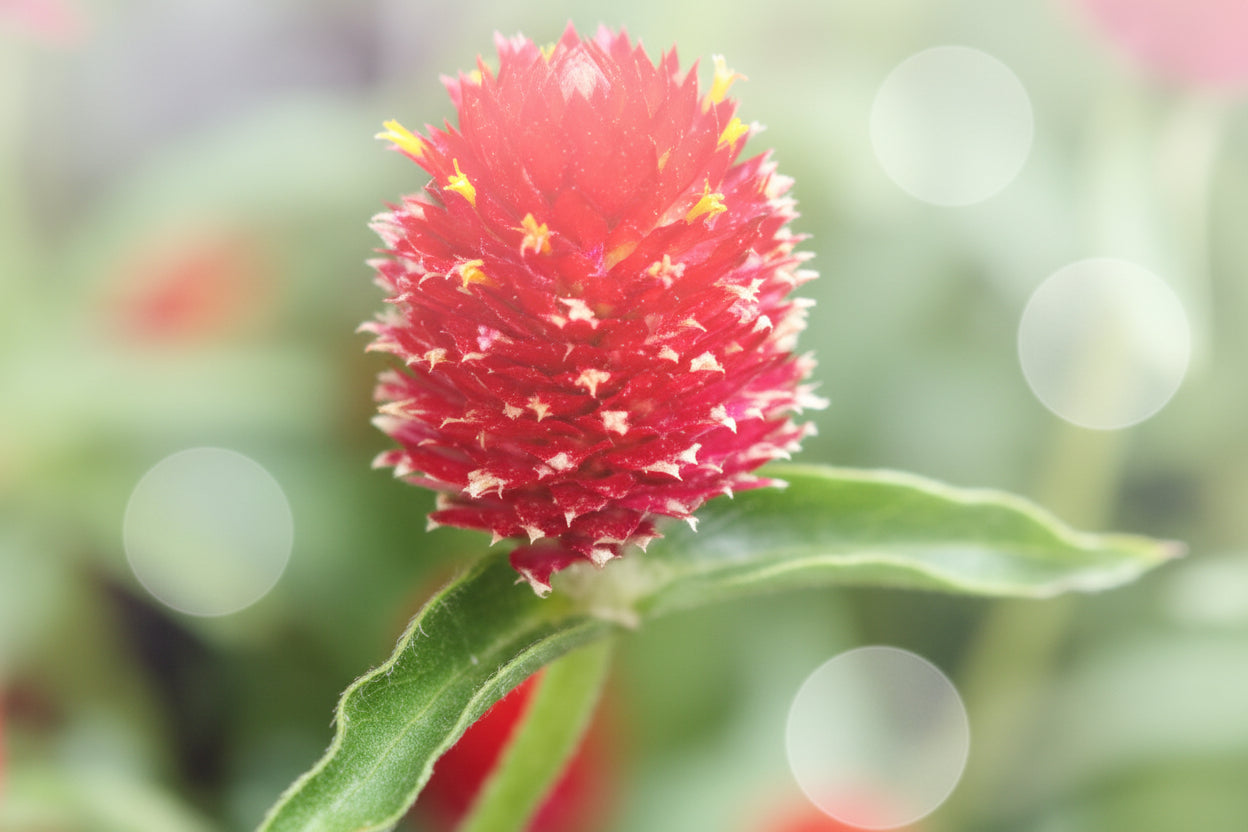 Strawberry Fair Gomphrena Seeds online shopping