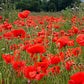 Flanders Poppy Seeds online shopping