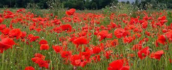 Flanders Poppy Seeds online shopping
