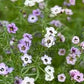 Bird's Eyes Gilia Seeds online shopping