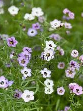 Bird's Eyes Gilia Seeds online shopping