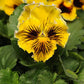 Frizzle Sizzle Lemonberry Pansy Seeds online shopping