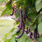 Purple Queen Bush Bean Seeds online shopping