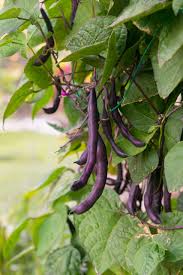 Purple Queen Bush Bean Seeds online shopping