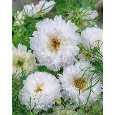Double Click Snow Puff Cosmos Seeds online shopping