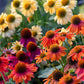 Cheyenne Spirit Echinacea Seeds online shopping