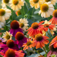 Cheyenne Spirit Echinacea Seeds online shopping