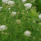 Western Yarrow Seeds online shopping