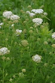 Western Yarrow Seeds online shopping