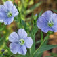 Common Flax Organic Seeds online shopping