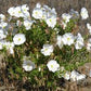 Pale Evening Primrose Oenothera Seeds online shopping