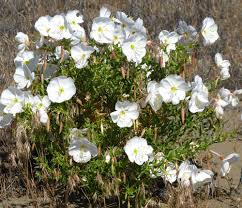 Pale Evening Primrose Oenothera Seeds online shopping