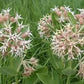 Showy Milkweed Seeds online shopping