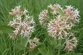 Showy Milkweed Seeds online shopping