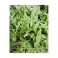 Dragon's Fire Arugula Seeds online shopping