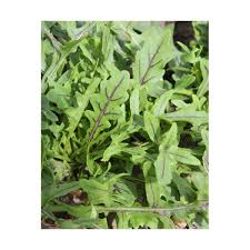 Dragon's Fire Arugula Seeds online shopping