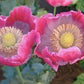 Giganthemum Poppy Seeds online shopping