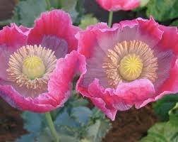 Giganthemum Poppy Seeds online shopping