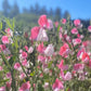 Painted Lady Sweet Pea Seeds online shopping