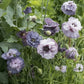 Amazing Grey Poppy Seeds online shopping