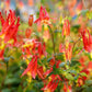 Red Columbine Aquilegia canadensis Seeds online shopping