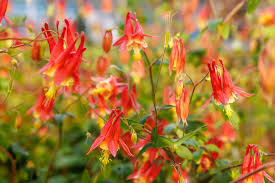 Red Columbine Aquilegia canadensis Seeds online shopping