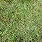 Cloud Grass Seeds online shopping