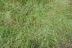 Cloud Grass Seeds online shopping